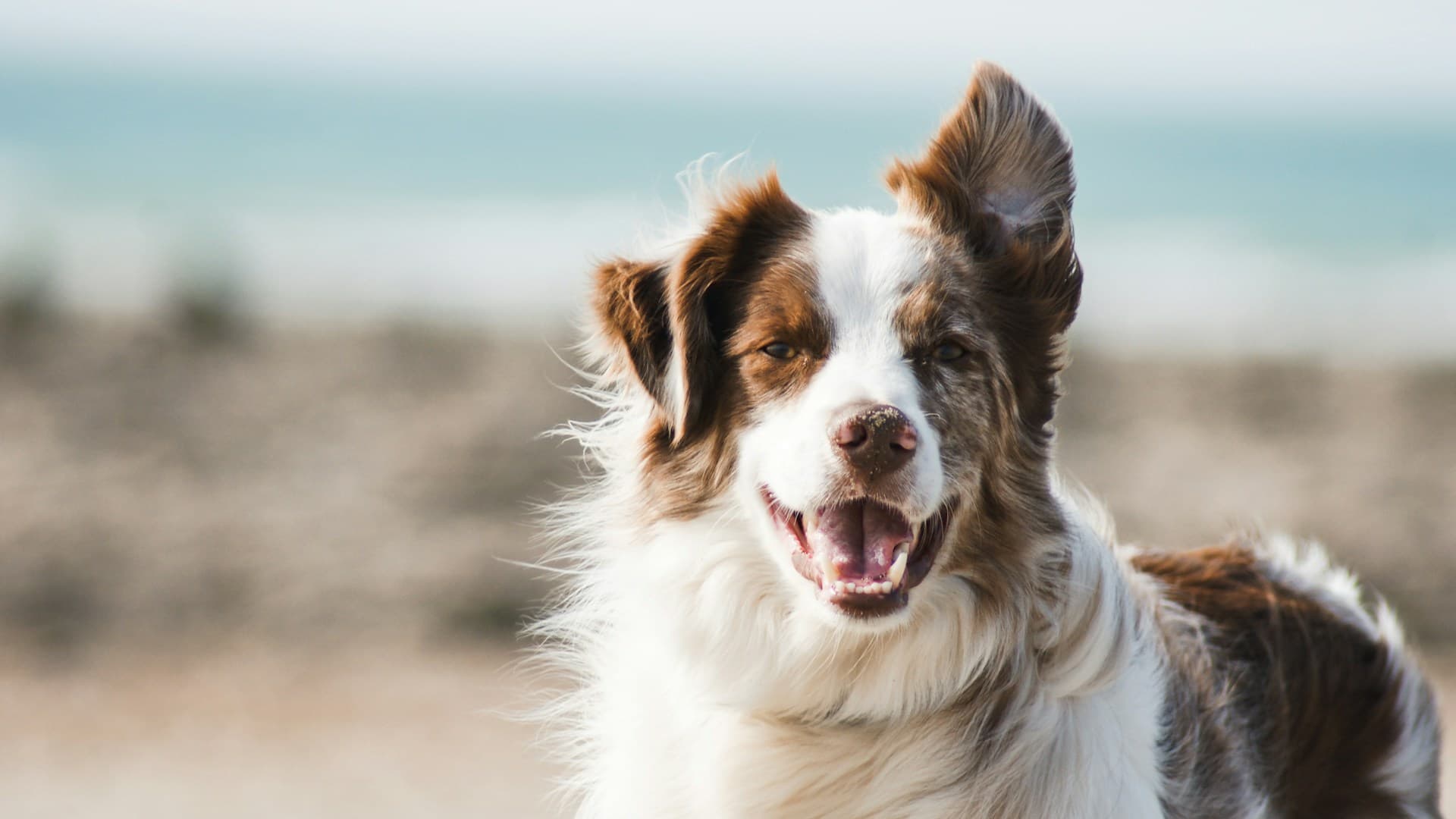 Köpek eğitimi